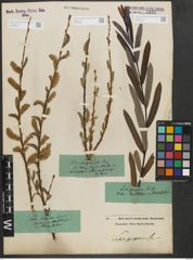 Foto von Salix purpurea L.